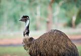 old emu