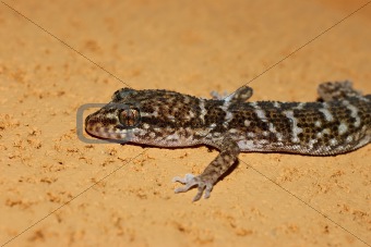 gecko on stone