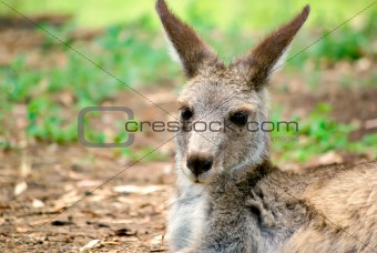 kangaroo sitting