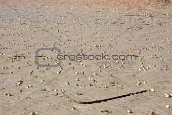 cockles on the beach