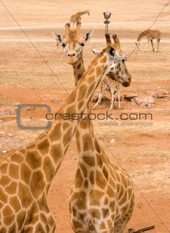 two giraffes together