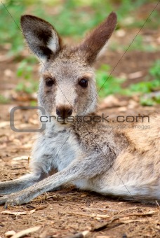 kangaroo lying around
