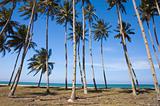 blue beach with coconut