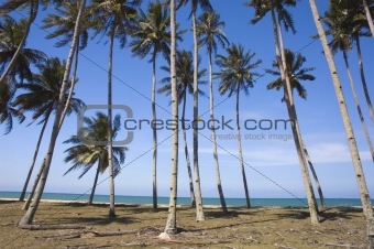 blue beach with coconut