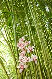 Orchids and Bamboo Stalks