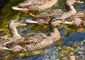 Ducks swimming in stream