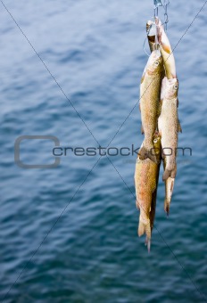 Fish on string over lake