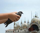 Child's Hands Holding Pigeon