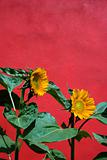 Sunflowers and Red Wall