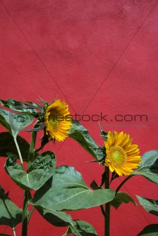 Sunflowers and Red Wall