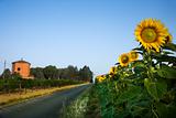 Field of Sunflowers Next to Road