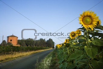 Field of Sunflowers Next to Road