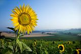 Sunflower in a Field
