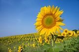 Sunflower in a Field