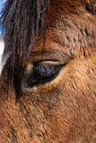Close-up of Horse Eye
