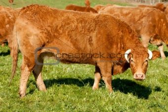 Cow on a summer lawn