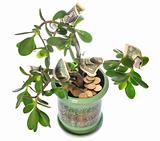 Jade plant with dollar bills isolated on white