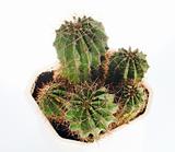 Thorny barrel cactus plant