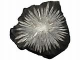Isolated Chrysanthemum Fossil