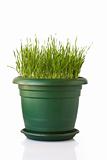 Grass in flowerpot