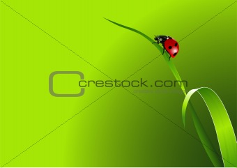 Ladybug background