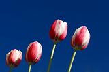 Pink and White tulips against deep blue sky