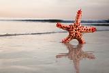 Starfish on the sea