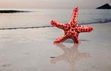 Starfish on the beachfront