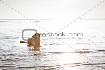 Dog on the water