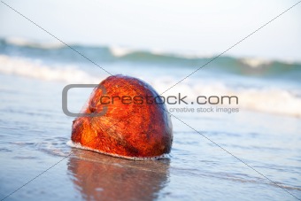 Coconut on the beachfront