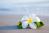 Beauty flowers on the beach