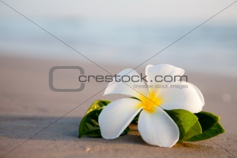 Beauty flowers on the beach