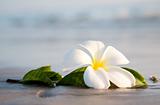 White flowers on the beach