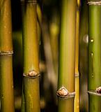 Green Bamboo Stems