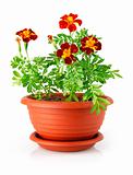 flowerpot with red flowers isolated
