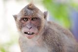 Monkey Close-Up Portrait