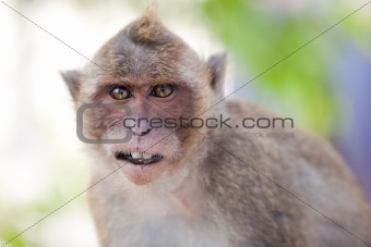 Monkey Close-Up Portrait