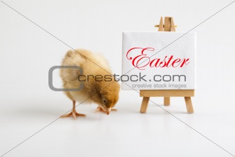 Easter young chick