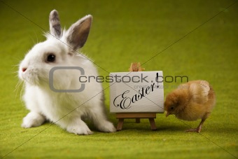 Chick and bunny