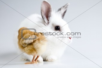 Easter bunny on chick white background