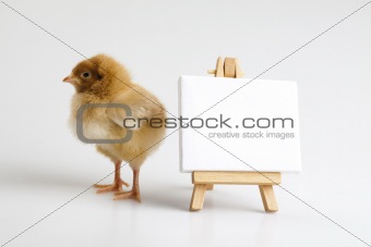 Easter Chick on table,frame