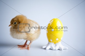 Young Chick Portrait