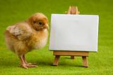 Easter Chick on table,frame