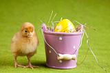 Easter animal