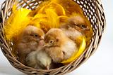 Happy Easter. Chickens in basket