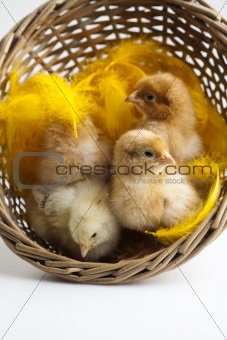 Happy Easter. Chickens in basket