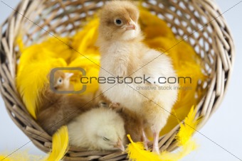 Young Chicks
