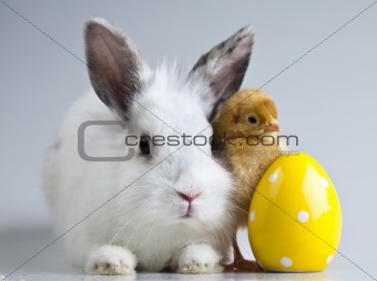 Happy Easter animal