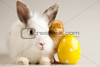 Easter bunny on chick white background