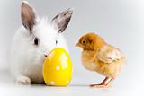 Chick and bunny